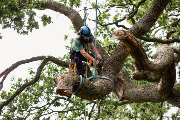 Best Tree Risk Assessment  in Summerville, SC