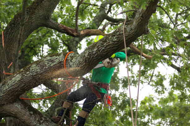 Lawn Renovation and Restoration in Summerville, SC